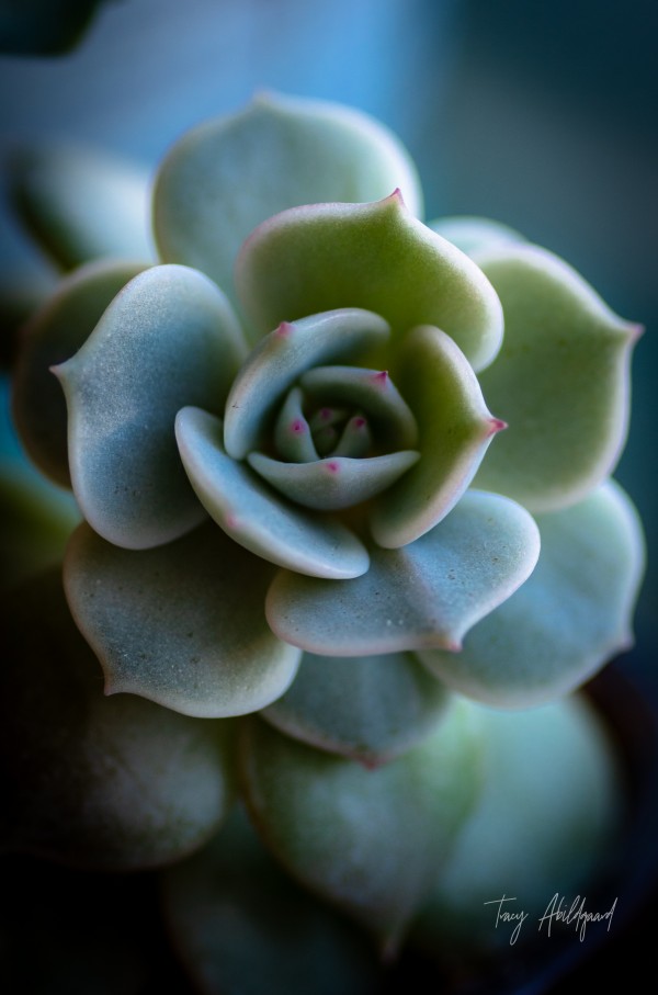 Little Bean Hi Res   A3 by Tracy Abildgaard